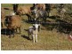 Nannup WA 6275