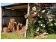 Nannup WA 6275