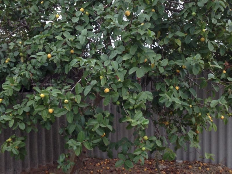 185 Rockingham Road, Hamilton Hill WA 6163