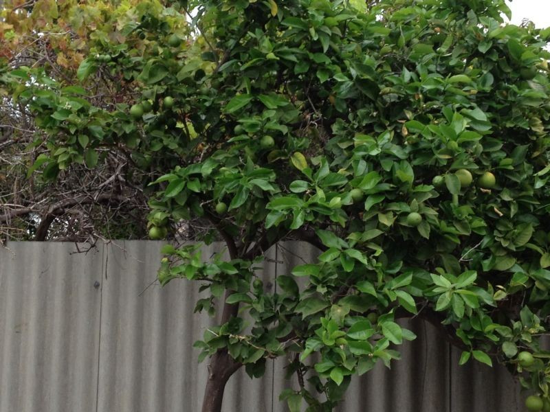 185 Rockingham Road, Hamilton Hill WA 6163