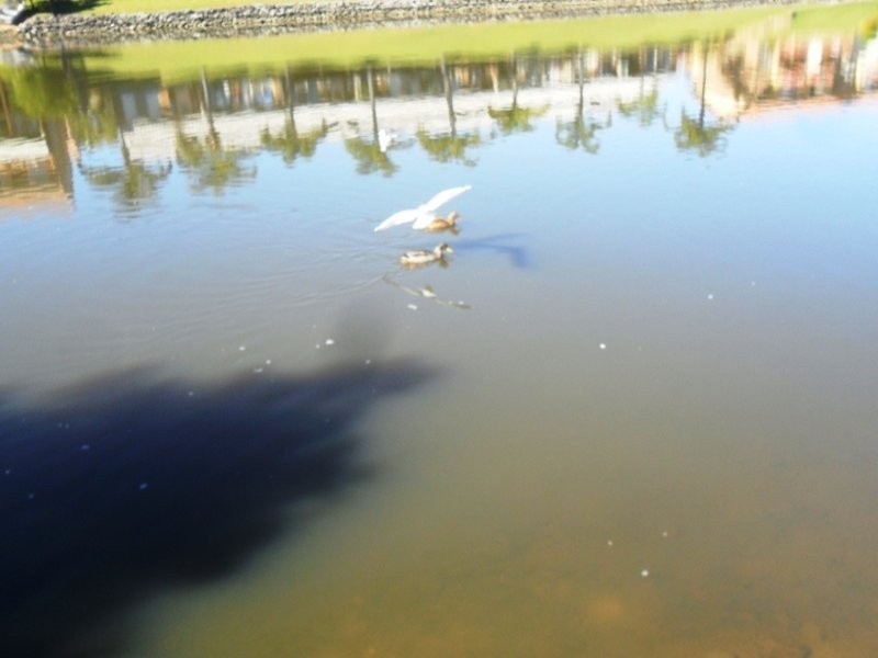 2 Seafoam Cl, Varsity Lakes QLD 4227