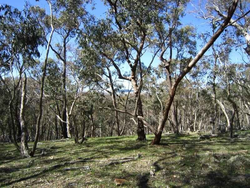 340 Yandoit Road, Yandoit VIC 3461