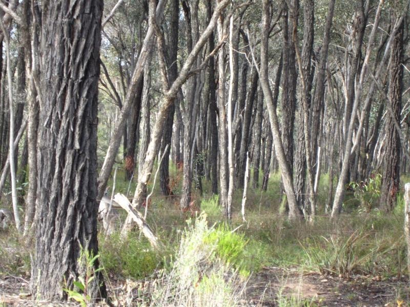 Lot 7 Wellsford Road, Junortoun VIC 3551