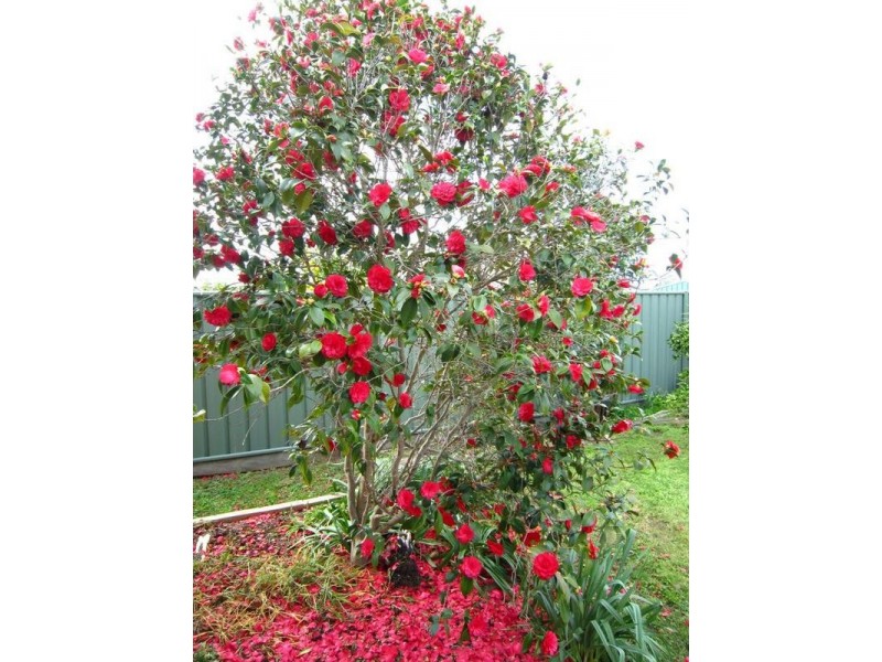 7 Wallaby Avenue, Kangaroo Flat VIC 3555