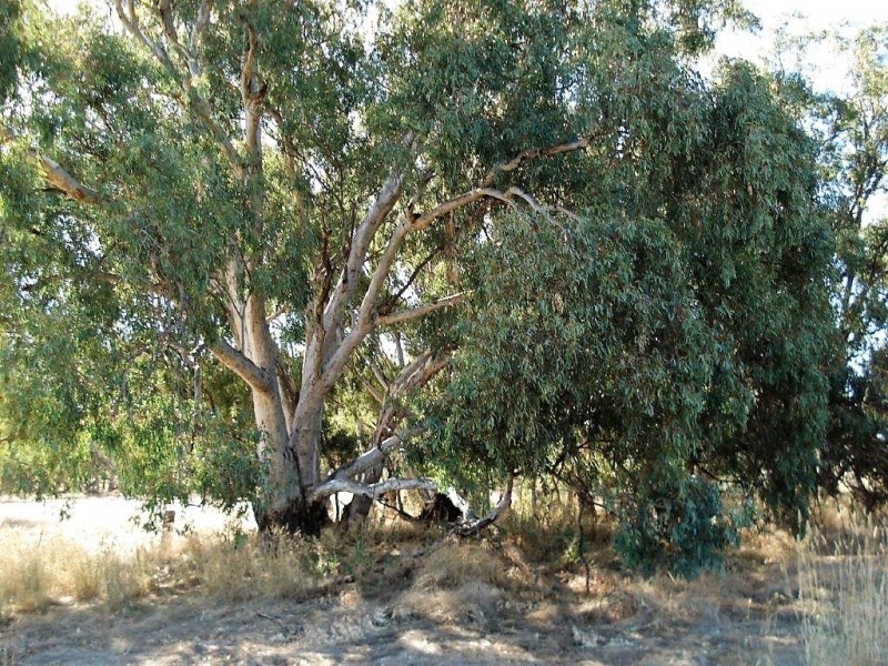 Lot 29 Kooreh Road, Carapooee VIC 3478