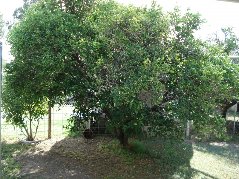 12 Wilson Street, Charlton VIC 3525