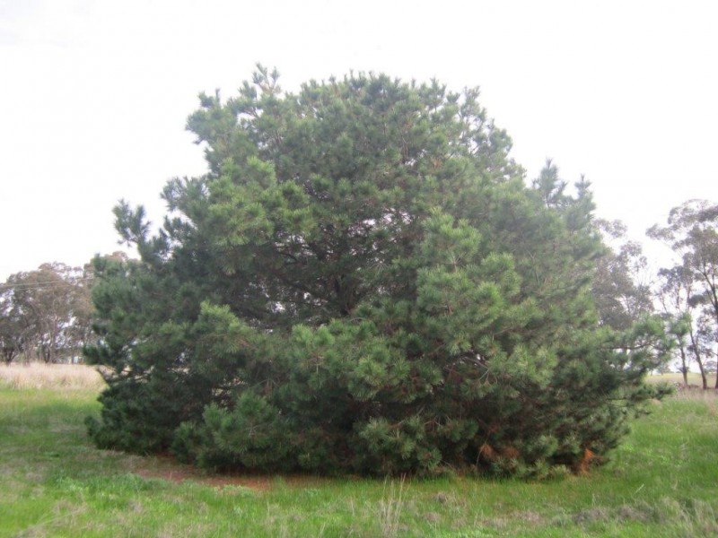 561 Bradford Road, Shelbourne VIC 3463