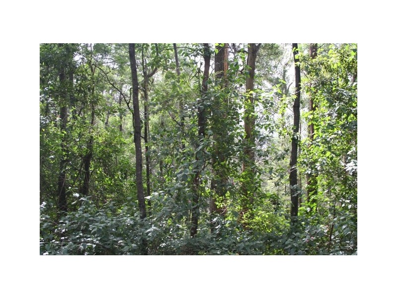 52 Gunbower Road, Bowen Mountain NSW 2753