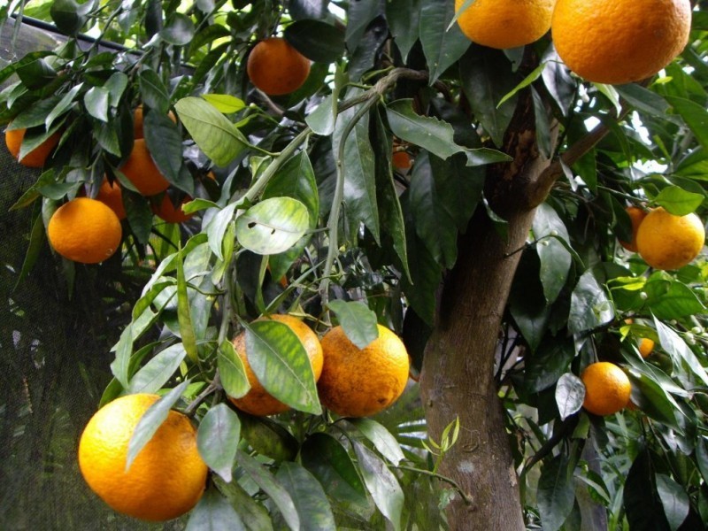 66 Uworra Road, Wilberforce NSW 2756