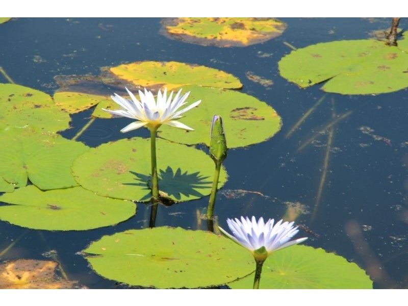 647 Comleroy Road, Kurrajong NSW 2758