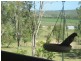 145 Pimpimbudgee Road, Brooklands QLD 4615