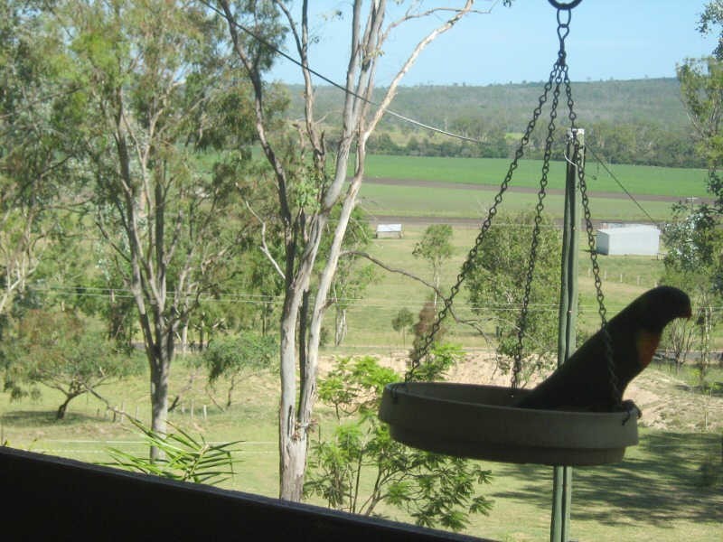 145 Pimpimbudgee Road, Brooklands QLD 4615