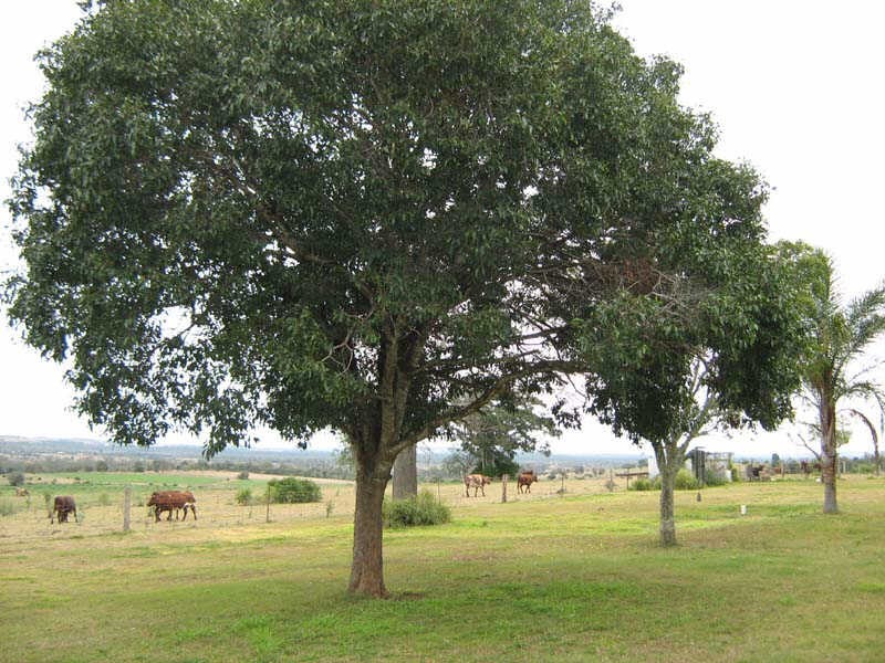 270 Springs Road, Fairdale QLD 4606
