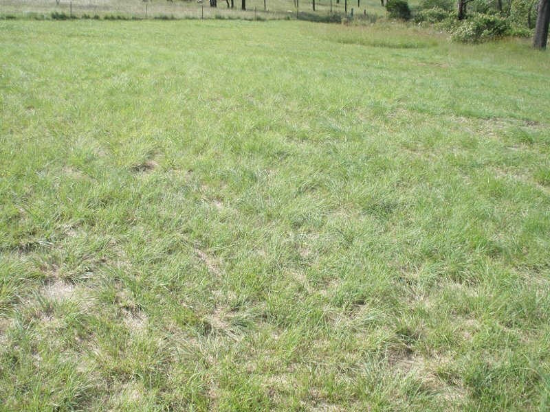 Lot 113 Lilian Ave, Ellesmere QLD 4610