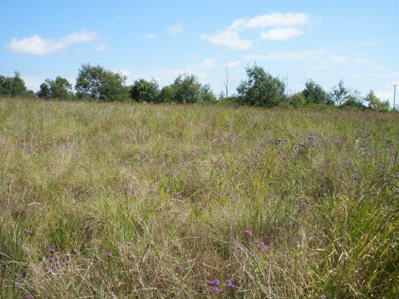 Lot 79 Lilian Avenue, Ellesmere QLD 4610