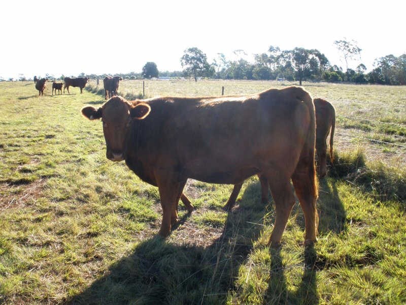 225 Proston Abbeywood Road, Proston QLD 4613
