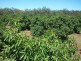 0 Cooyar Crows Nest Road, Blackbutt QLD 4306