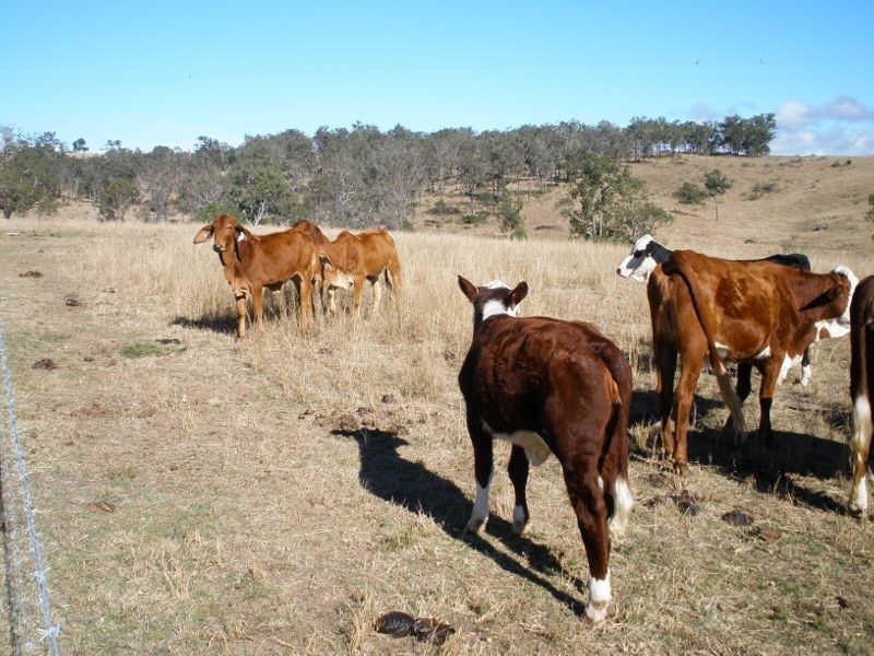 293 Nukku North Road, Nukku QLD 4306