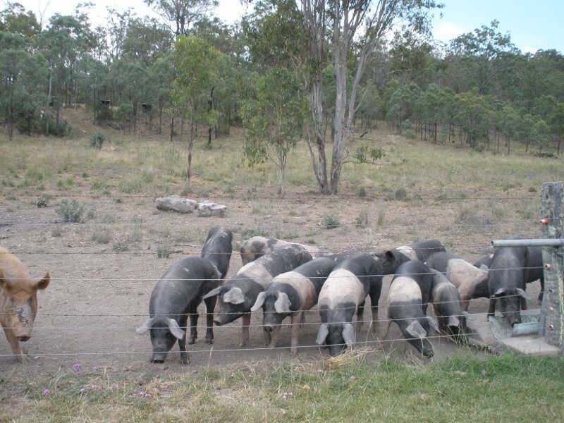 125 Covills Road, East Cooyar QLD 4353