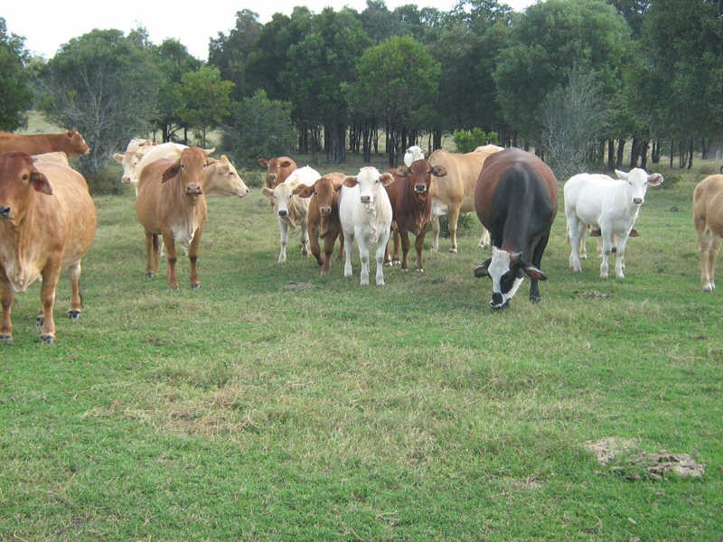 164 Reidys Road, Wooroonden QLD 4605