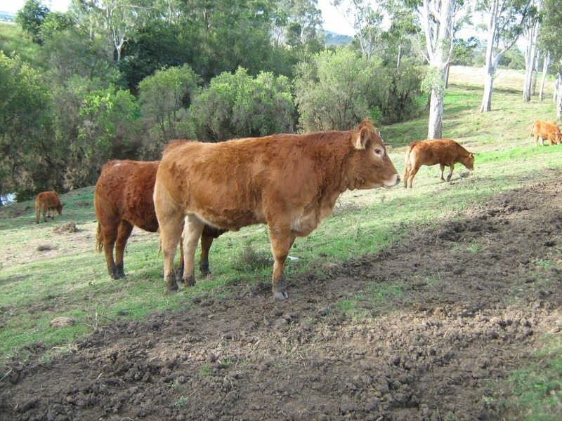 466 Wheatlands Loop Road, Wheatlands QLD 4606