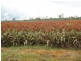 749 Burnett Highway, Nanango QLD 4615