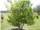 Lot 1 Wilsons Road, Gordonbrook QLD 4610