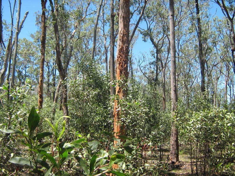 Lot 17 Burkes Road, Booie QLD 4610