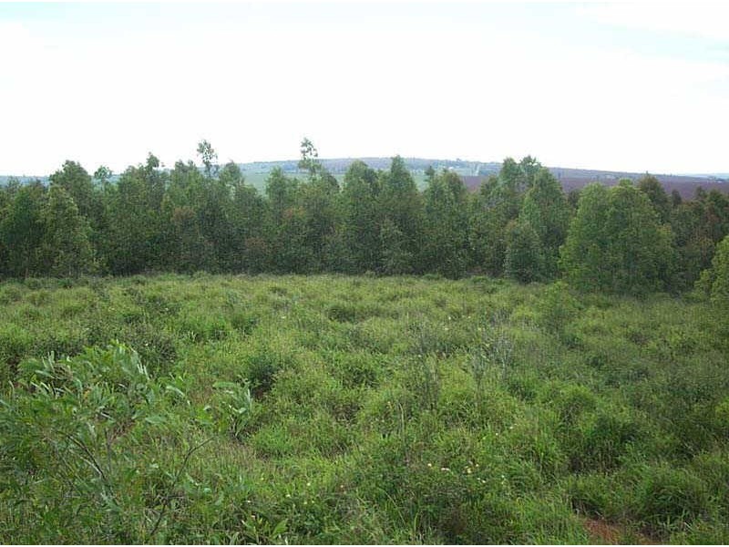 Lot 8 Muller Road, Coolabunia QLD 4610