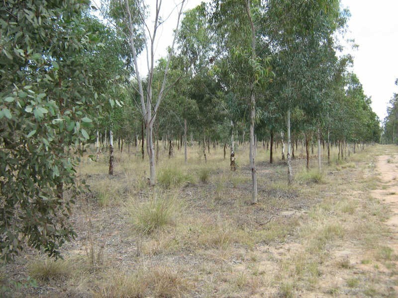 Lot 11 Curlew Road, Ballogie QLD 4610