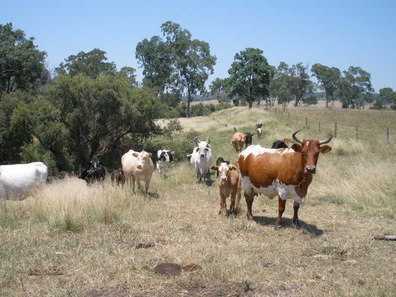 147 Toomeys Road, Taabinga QLD 4610