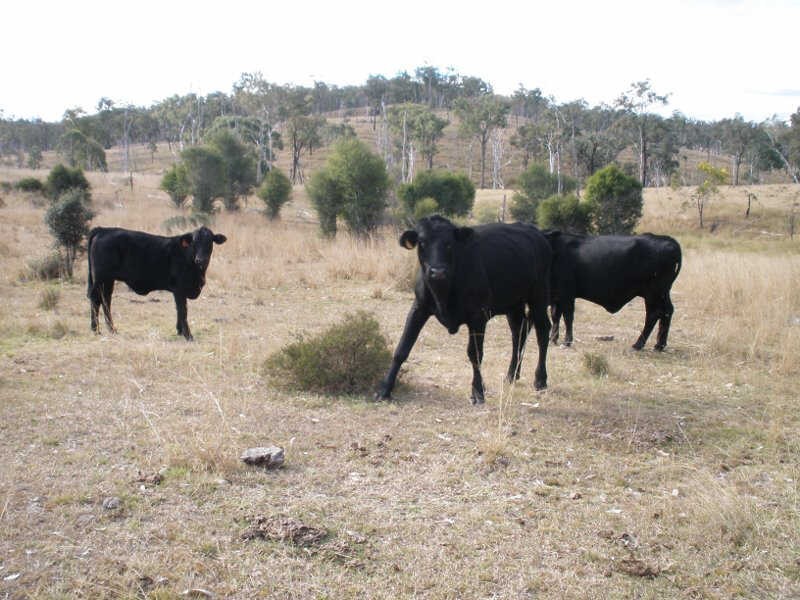 507 Okeden Road, Speedwell QLD 4613