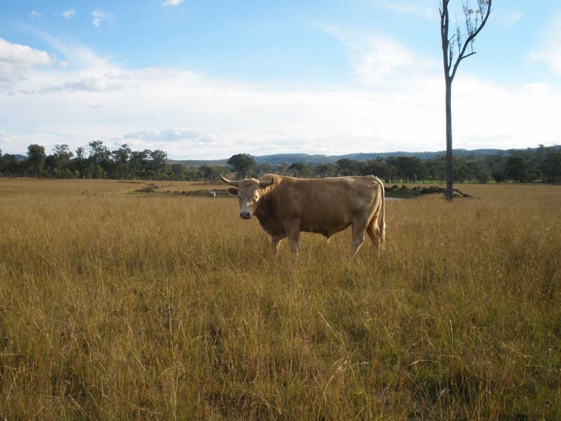3245 New England Highway, Wutul QLD 4352