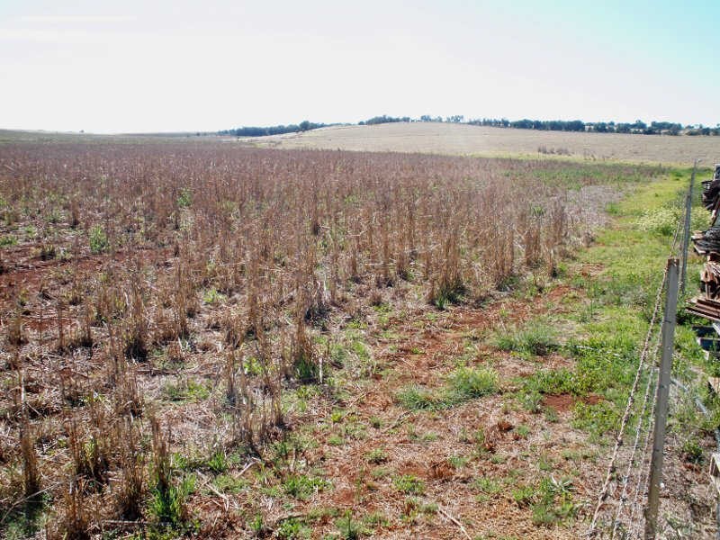 12318 Bunya Highway, Memerambi QLD 4610