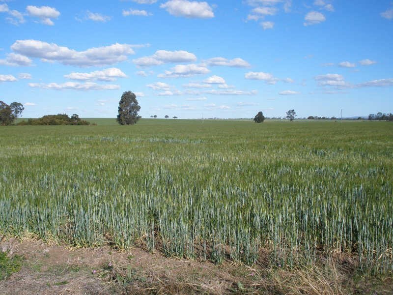 207 Brand Road, Wooroonden QLD 4605