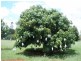 575 Ellesmere North Road, Ellesmere QLD 4610