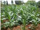 575 Ellesmere North Road, Ellesmere QLD 4610