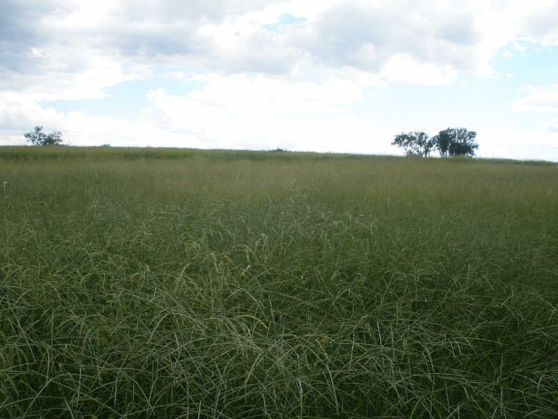 13452 Chinchilla Wondai Road, Wilkesdale QLD 4608