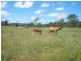 Lot 17 Mundubbera Durong Road, Beeron QLD 4626