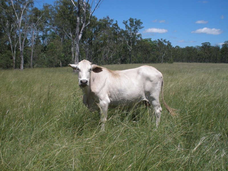 Lot 17 Mundubbera Durong Road, Beeron QLD 4626