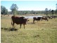 125 Runnymede Estate Road, Runnymede QLD 4615