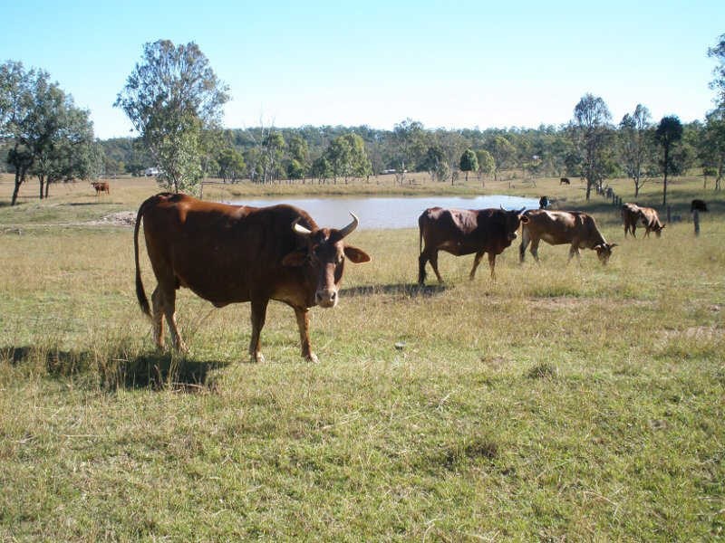 125 Runnymede Estate Road, Runnymede QLD 4615