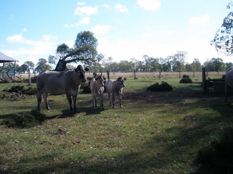 60 Maidenwell Pimpimbudgee Road, Maidenwell QLD 4615