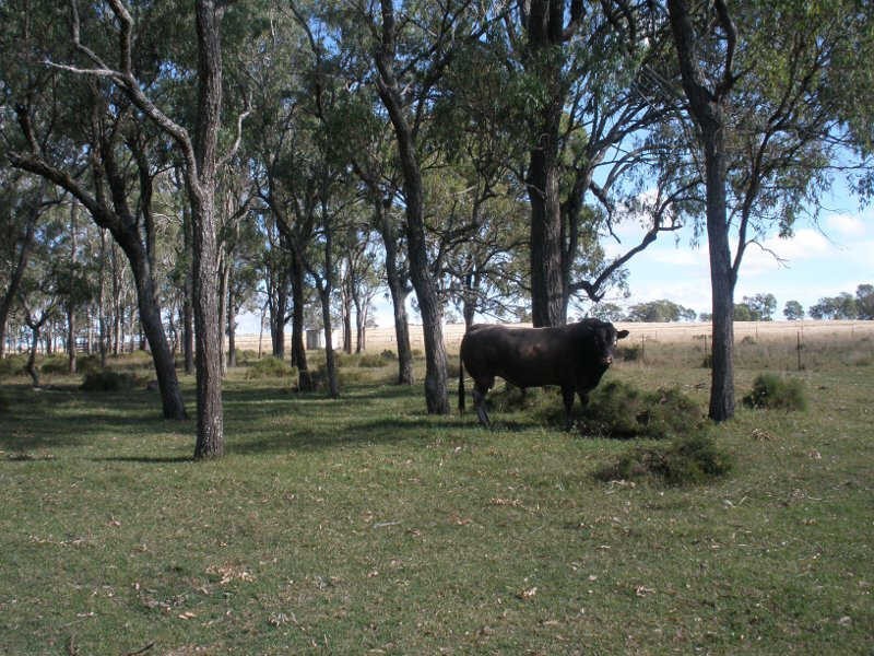 60 Maidenwell Pimpimbudgee Road, Maidenwell QLD 4615