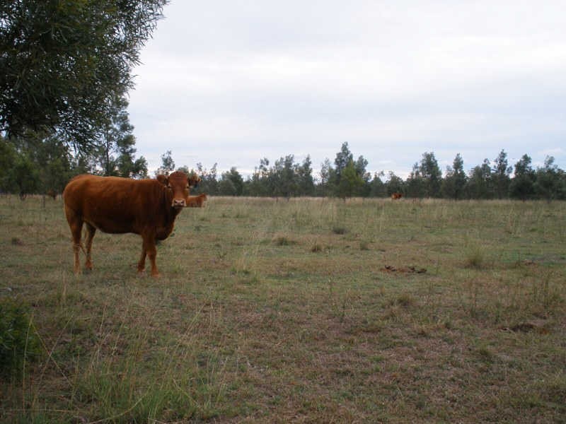 Lot 13 Duffs Road Chahpingah, Ballogie QLD 4610