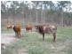 Lot 24 Running Creek Road, Mudlo QLD 4600