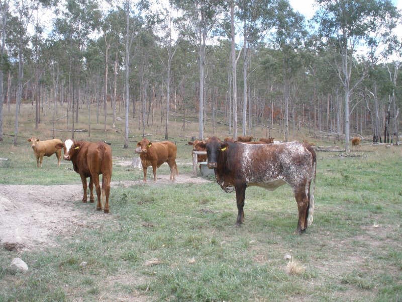 Lot 24 Running Creek Road, Mudlo QLD 4600