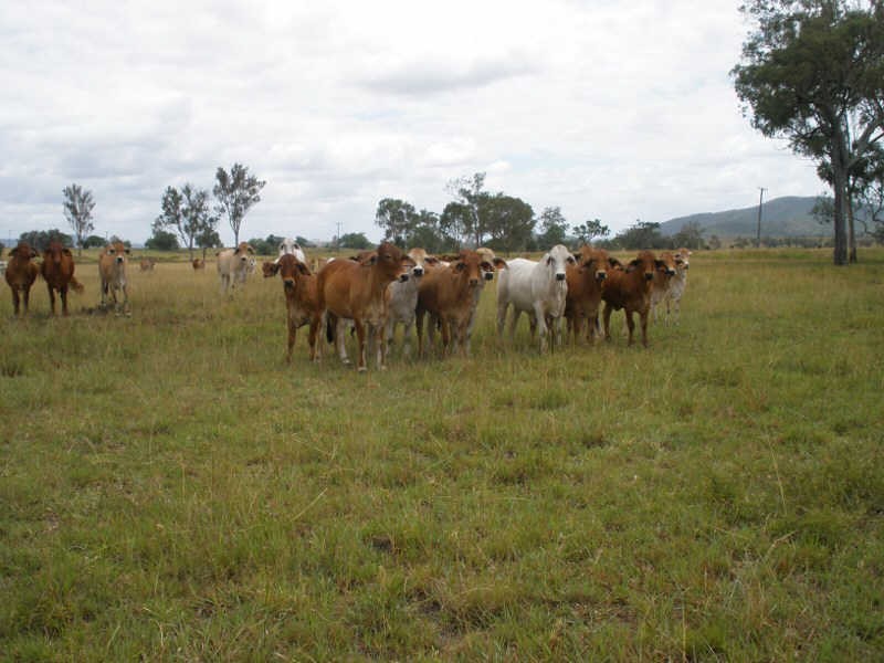 262 Cinnabar Road, Cinnabar QLD 4600