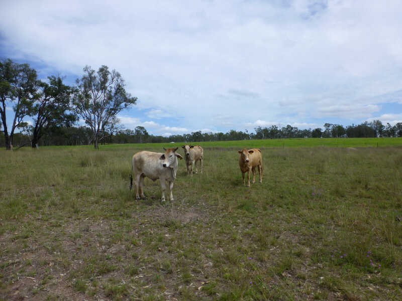 188 Wyuna Road, Gordonbrook QLD 4610