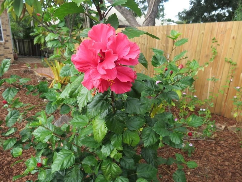 34 Kingsgate Street, Oxley QLD 4075